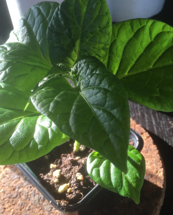 Friska Fatalii-chiliplantor med gröna blad och synligt rotsystem planterade i kruka.