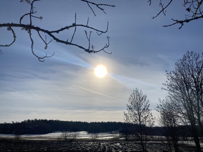 Landskap med solnedgång över ett isigt fält, trädgrenar i förgrunden, silhuett av lövträd och klar himmel.