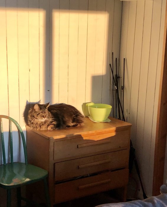 Katt som ligger på en gammal träbyrå i solljus bredvid en grön skål med sjövatten.