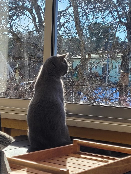 Grå katt sitter som en surikat framför ett fönster och blickar ut över trädgården.