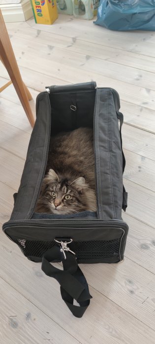 Katt tittar fram från en öppen mörk transportväska på ett trägolv.