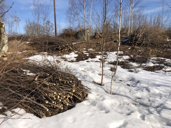 En hög med sly och nedskurna grenar på en snöig mark med sparsam vegetation och träd.