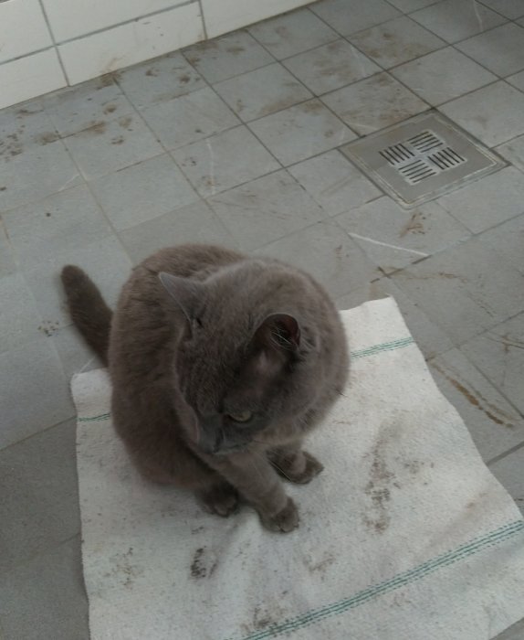 En lerig grå katt sitter på en matta med leriga tassavtryck på ett klinkergolv.