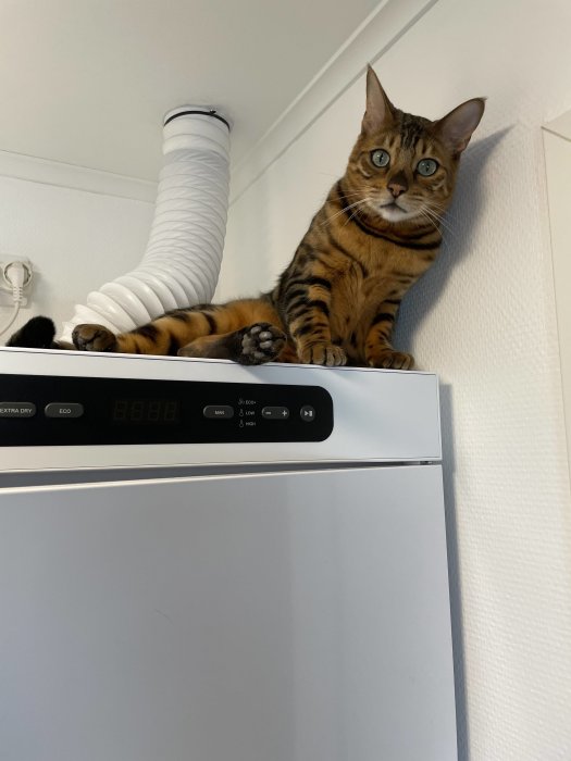 Katt ligger ovanpå torkskåp med vitt rör i bakgrunden, ser in i kameran.