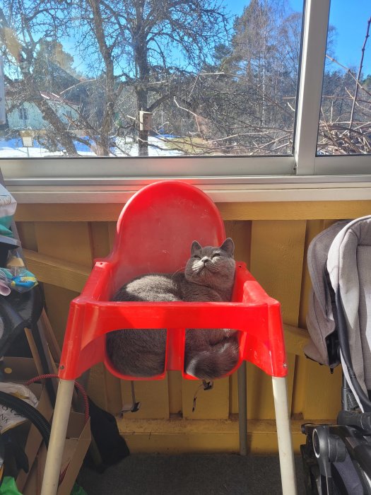 Katt sover i en röd barnstol framför ett fönster med utsikt mot en fågelholk och träd.