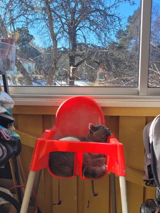 Katt sover i en röd barnstol framför fönster med utsikt över träd och fågelholk.