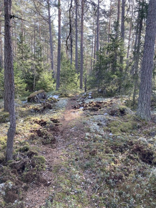 Stig genom en tät granskog med mossbeklädda stenar och ett ljust solljus.
