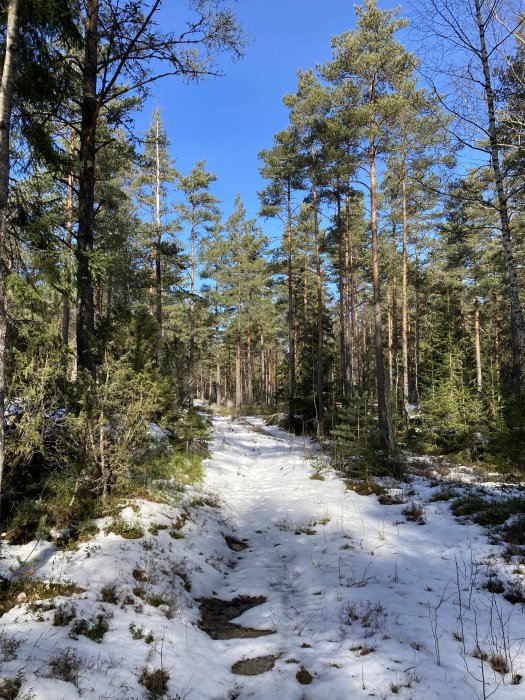 Skogstig med snötäcke omgiven av tallar och granar under en solig dag.