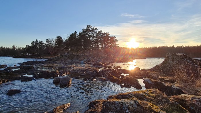 Solnedgång vid en klippig kustlinje med tallskog i bakgrunden.