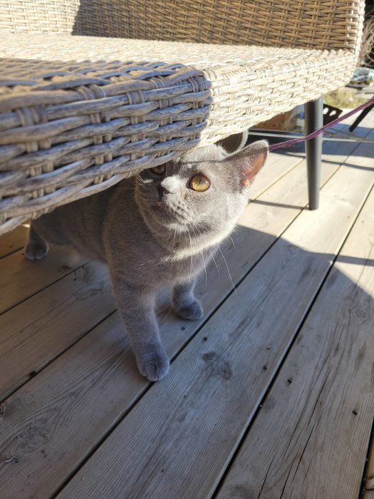 Nyfiken grå katt med sele på en trädaltan under soligt väder.