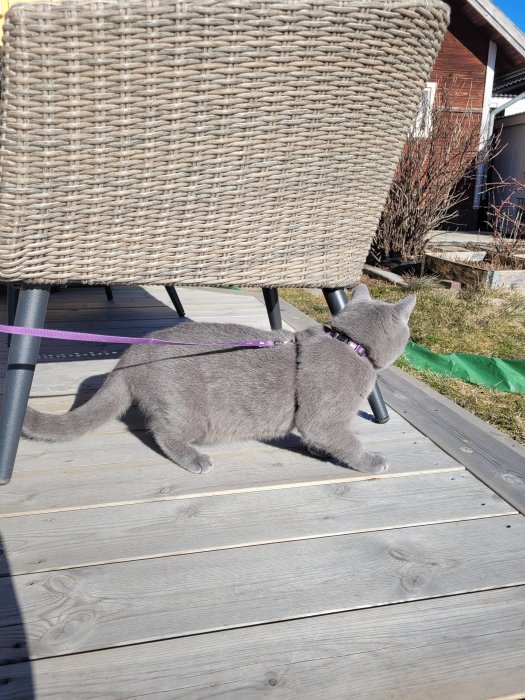 Katt med sele på en altan undersöker utomhusmiljö, soligt väder med smältande snö.