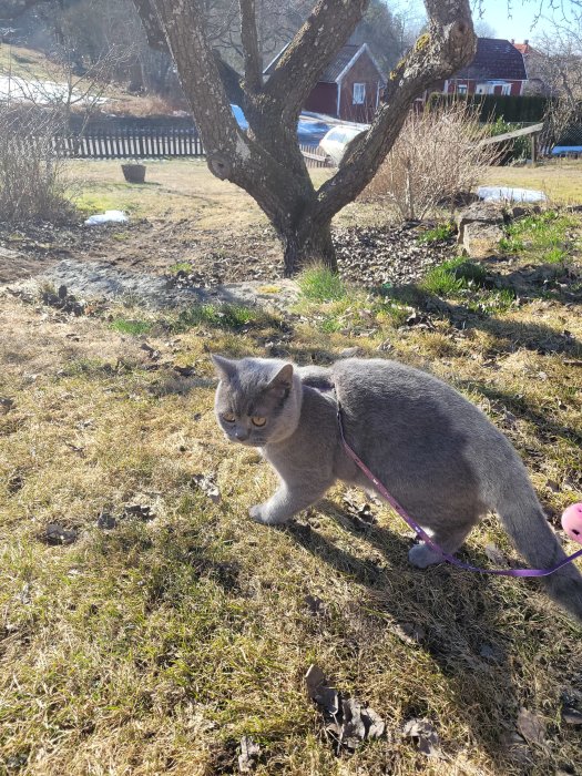 Grå katt med sele promenerar på en solig, halvt snötäckt gräsmatta.