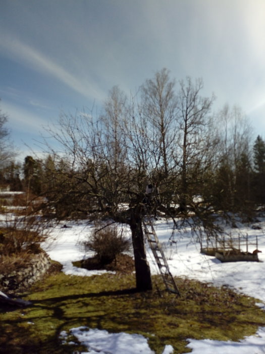 Ett friserat stort äppelträd med en stege lutad mot det i en snöig trädgård med smältande snö och solljus.