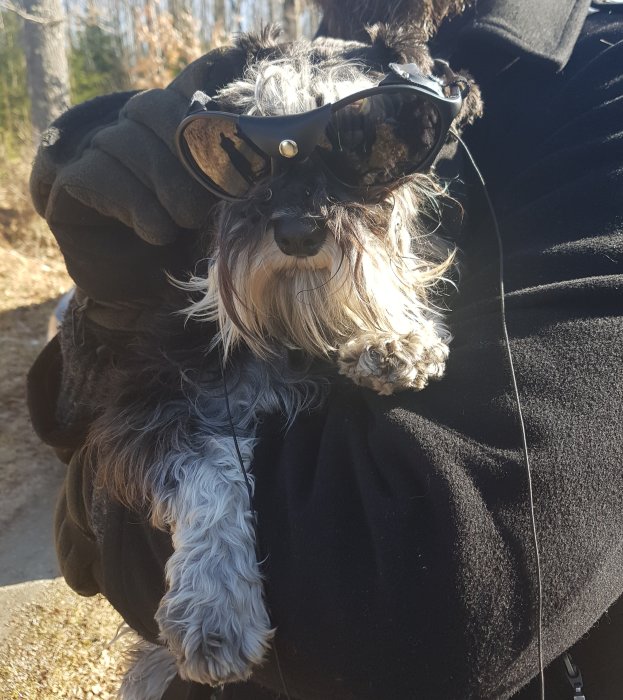 Hund i solglasögon och jacka poserar med en "för cool för skolan"-attityd.