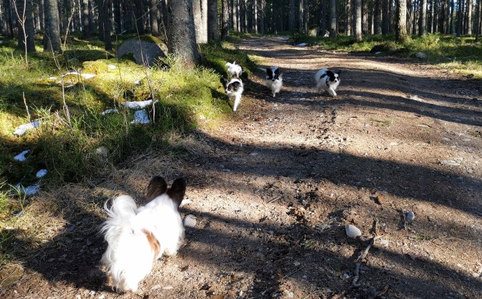 Hundar på en skogsstig med varierande underlag av jord och gräs, delvis täckt av snö.