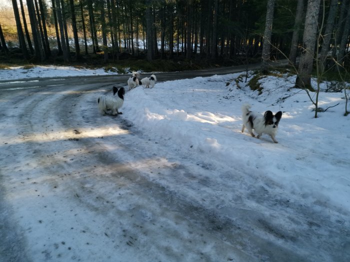 Hundar på en promenad, delvis snötäckt skogsväg och isiga partier i solljus.