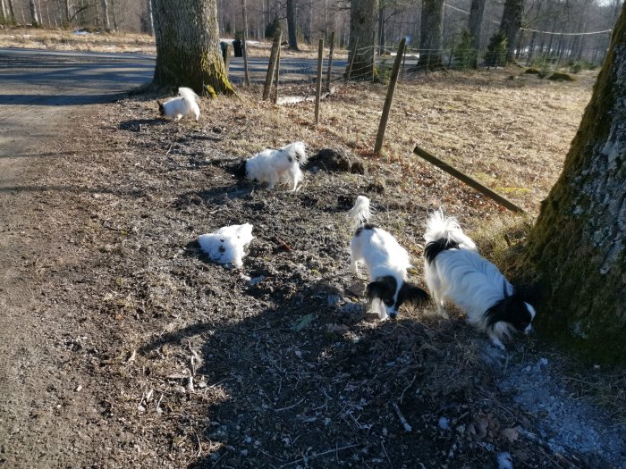 Fyra små hundar på en promenadväg med blandning av snö och bar mark vid ett träd.