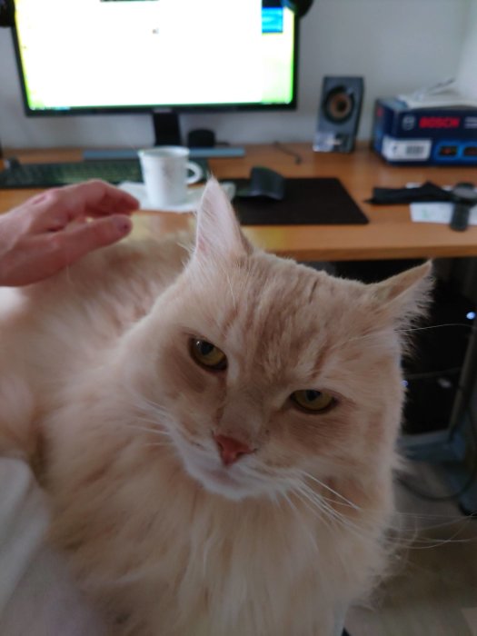 Ljus katt med missnöjt uttryck bredvid en kaffekopp och en hand som klappar den, framför dataskärm.