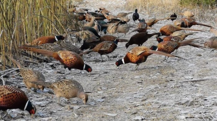Flock av fasaner som utforskar ett torrt markområde med några i flykt.