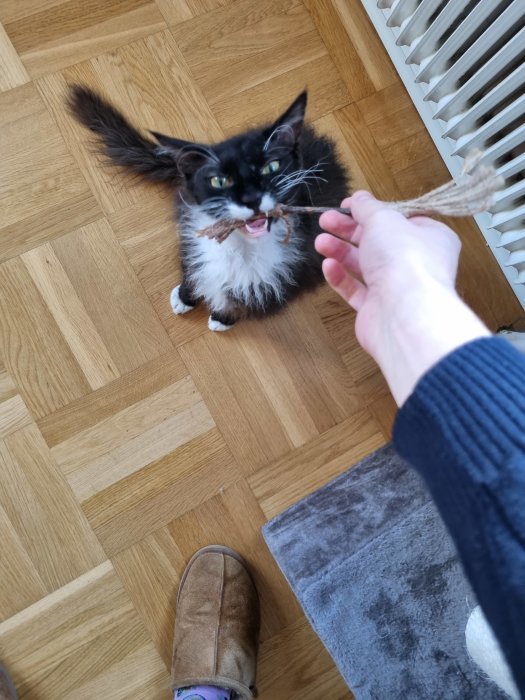 Svartvit katt med blåsa på läppen spelar med snöre, skador efter att ha bitit kablar.