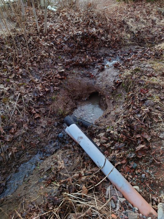 Rensslang vid översvämmad avloppsrör i skogsmiljö för att förhindra vattenskada.