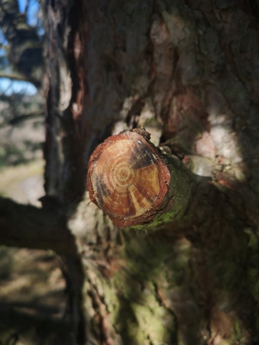 Nysågat trädgrensstump i fokus med trädens bark i bakgrunden.