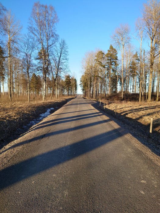 En lång rak grusgång omgiven av lövträd i ett vinterfärgat landskap med låga solskuggor.