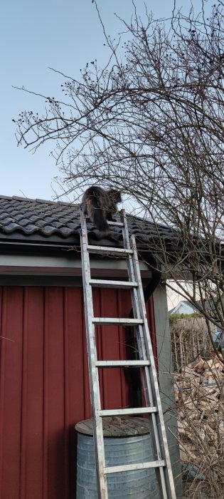 Katt klättrar på stege mot röd husfasad och tak med hängrännor.