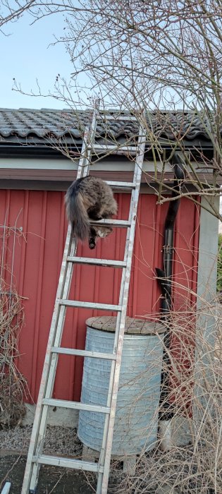 Katt klättrar på stege mot rödfärgat hus och hängrännor, omgiven av nakna grenar.