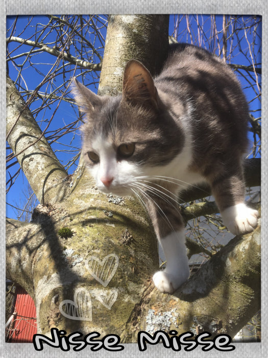 Katt klättrar i träd och ser fundersam ut mot kameran under en klarblå himmel