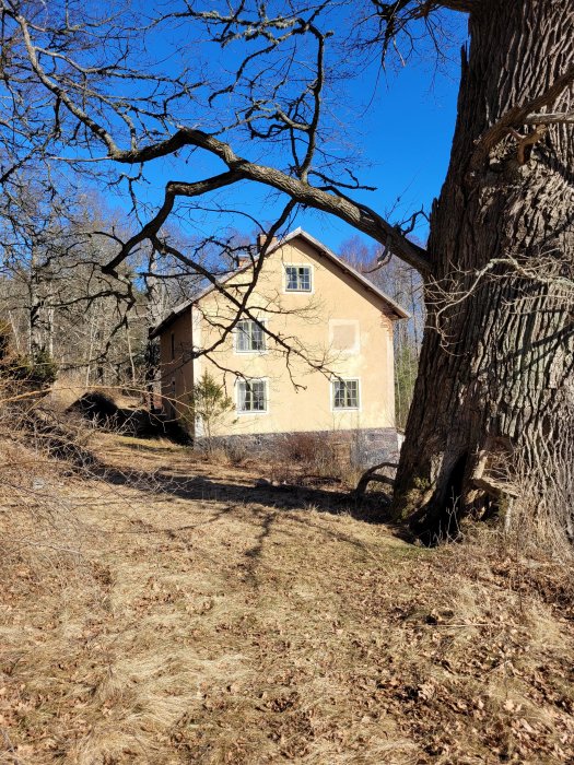 Gult hus med tegeltak bakom nakna träd och stor trädstam under klarblå himmel.