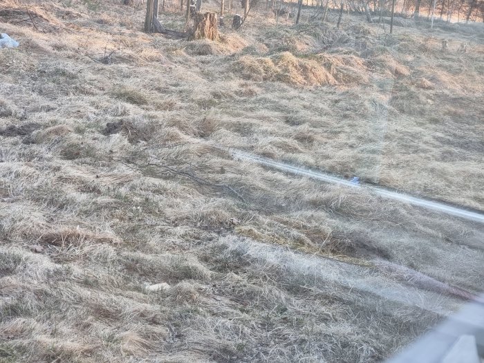 Vildvuxen och ojämn gräsmatta med små stubbar och gammalt gräs på en övergiven tomt.