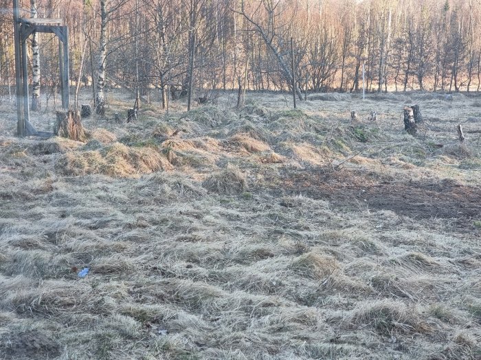 Vildvuxen trädgård med dött gräs, små stubbar och ojämn mark som behöver restaureras.