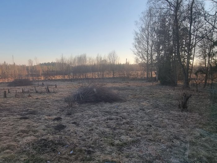 En förfallen gräsmatta med stubbar och kvistar på en stor tomt i gryningens ljus.