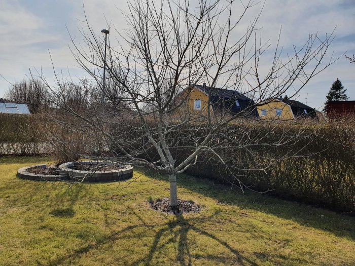 Överväxt äppelträd i en trädgård som behöver beskärning, med hus i bakgrunden.