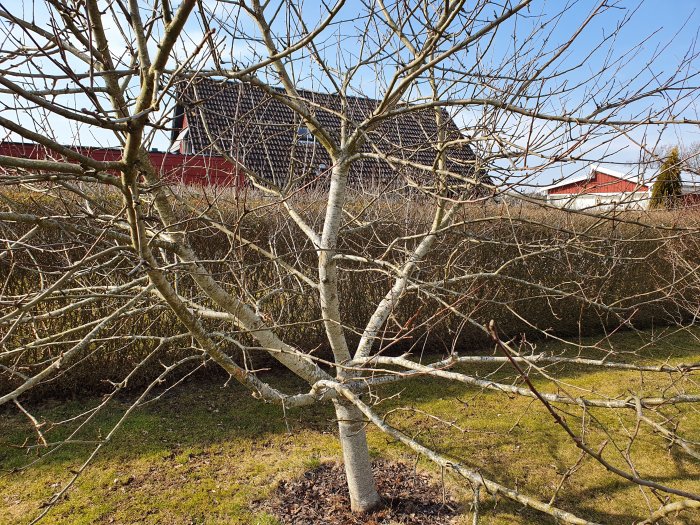 Överväxt äppelträd som behöver beskäras i en trädgård, klara beskärningsbehov synliga.