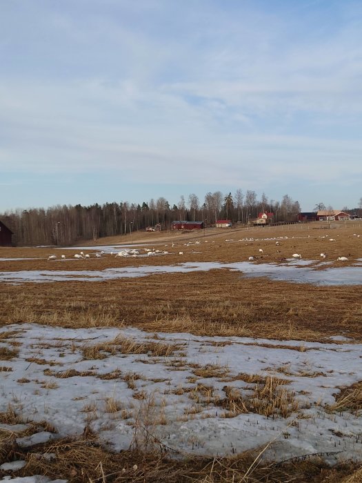 Ett landskap med smältande snö på ett fält, träd i bakgrunden och några byggnader i fjärran.