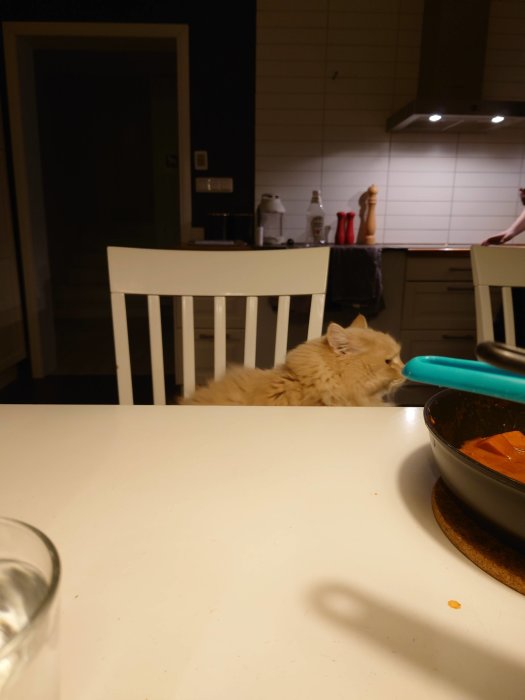 Katt kvalitetssäkrar matlagning, sittandes vid köksbord framför en stekpanna.