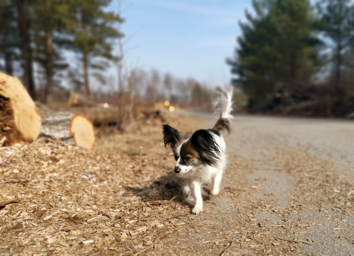 En papillon-hund som promenerar på en grusväg bredvid vedhögar och träd.