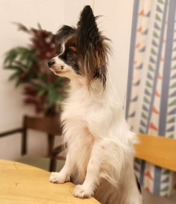 Hund som sitter på ett bord med uppmärksam blick inomhus, möjligtvis en hjälparbetande hund.