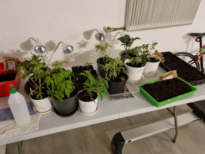 Tomatplantor på ett bord under växtlampor med sprayflaska, indikerar problem med bladlöss.