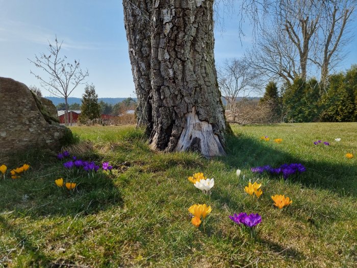 Vårträdgård med krokusar i olika färger framför gammalt träd och sten, klar himmel i bakgrunden.
