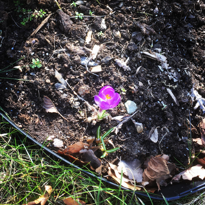 En ensam lila krokus i blom bland mörk jord och vissna löv i en rabatt.