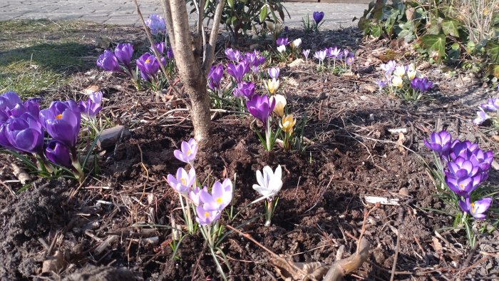 Krokusar i olika färger som blommar i en trädgård, planterade i jorden under tidig vår.