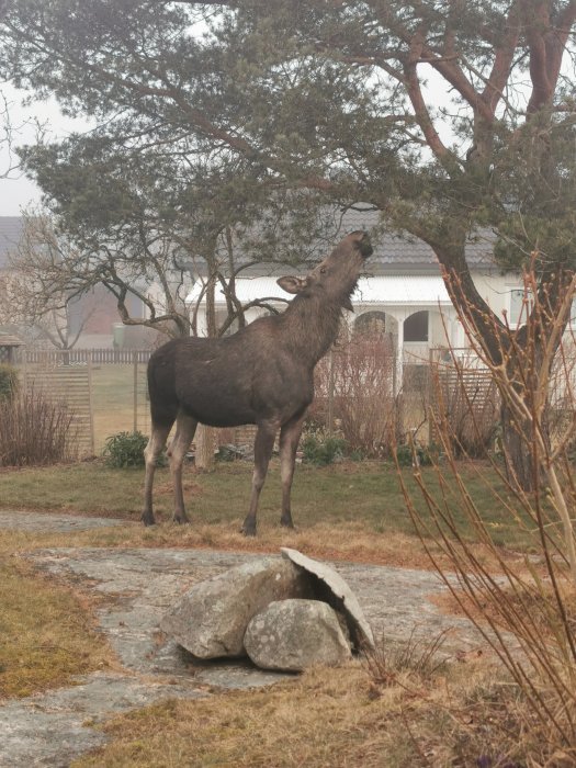 En älg i en trädgård som tittar upp mot trädens grenar, med ett hus i bakgrunden.