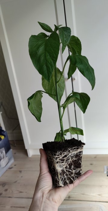 Växande planta med synliga rötter hållen i en hand, möjligen chili eller tomat från frösådd.