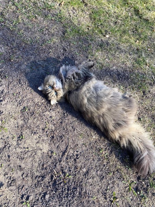 Långhårig katt som rullar sig i jorden på en gräsbevuxen mark.