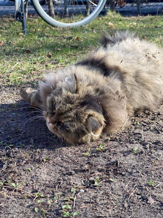 Långhårig katt som rullar sig på marken bland smuts och gräs.