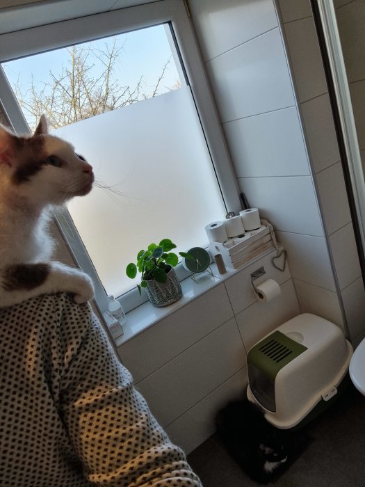 Katt som söker skydd i ett badrum medan en annan katt tittar bort, med krukväxter i bakgrunden.