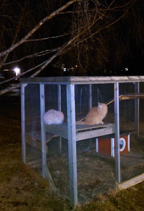 Två katter sitter på hyllan i en utomhusbur på kvällen.